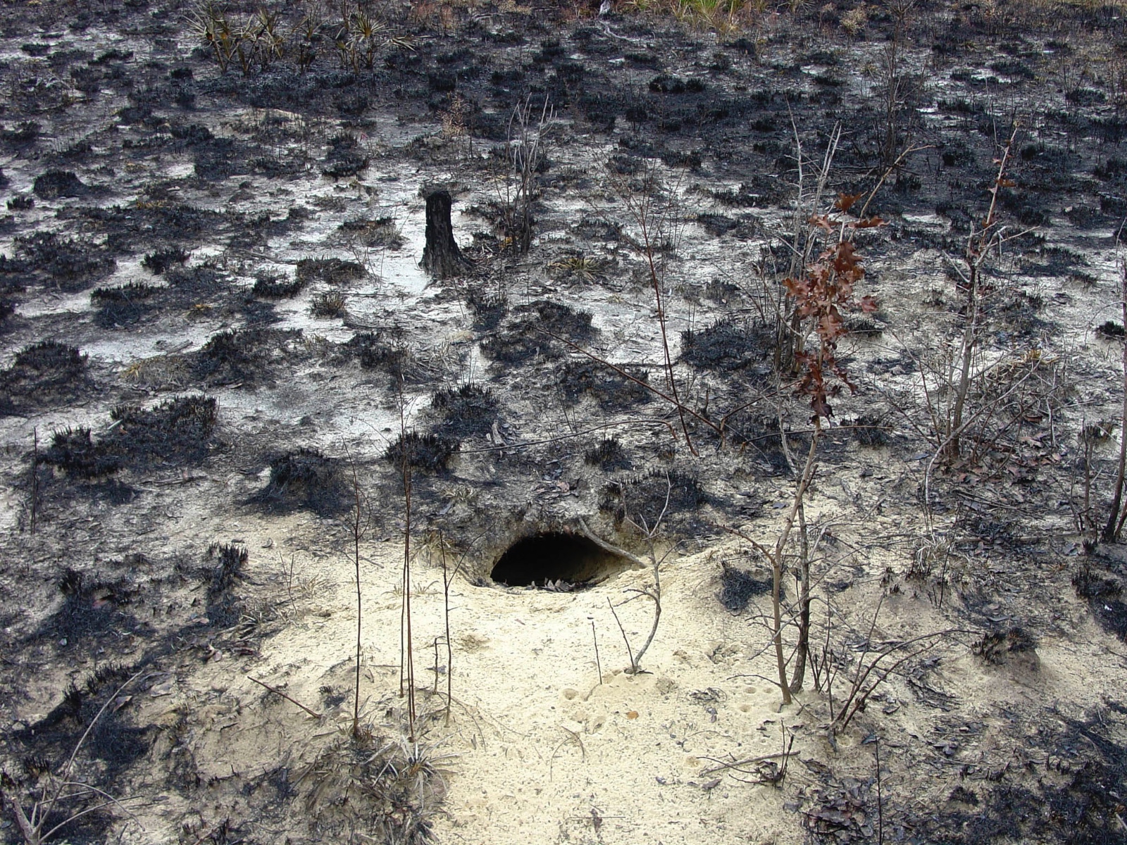 Post burn Tortoise Burrow